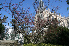 Japanese cherry tree